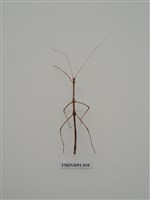 藏品(竹節蟲(1))的圖片